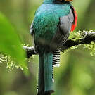 Trogon rosalba