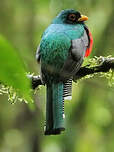 Trogon rosalba