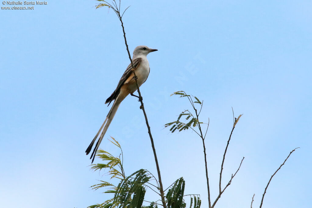 Scissor-tailed Flycatcheradult, identification