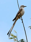 Scissor-tailed Flycatcher