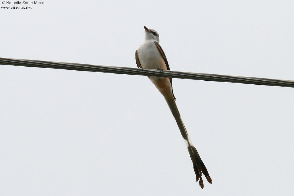 Scissor-tailed Flycatcheradult, identification