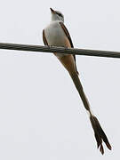 Scissor-tailed Flycatcher