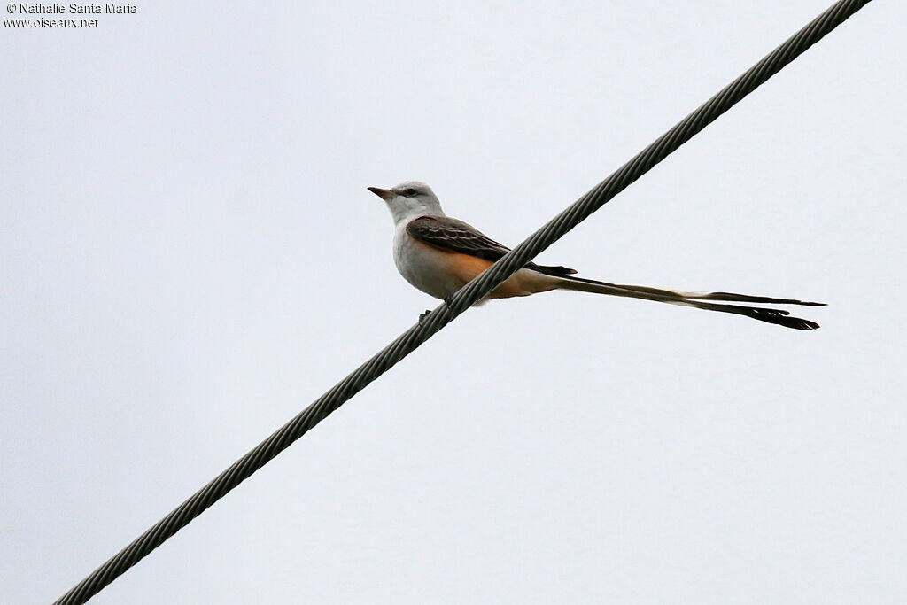 Scissor-tailed Flycatcheradult, identification