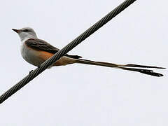 Scissor-tailed Flycatcher