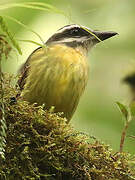 Golden-bellied Flycatcher