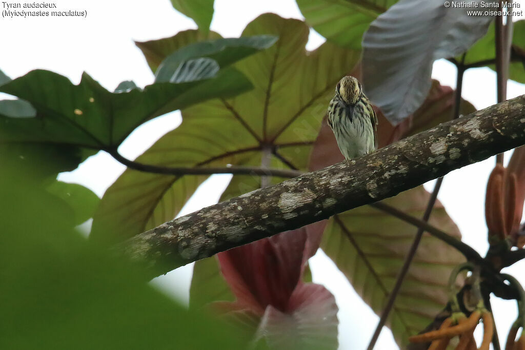 Streaked Flycatcheradult, habitat