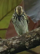 Streaked Flycatcher