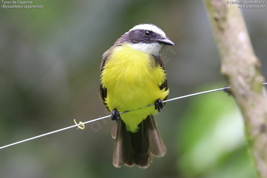 Rusty-margined Flycatcheradult