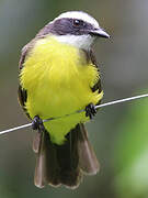 Rusty-margined Flycatcher