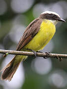 Rusty-margined Flycatcher