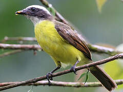 Rusty-margined Flycatcher