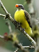 Rusty-margined Flycatcher