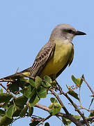 Couch's Kingbird