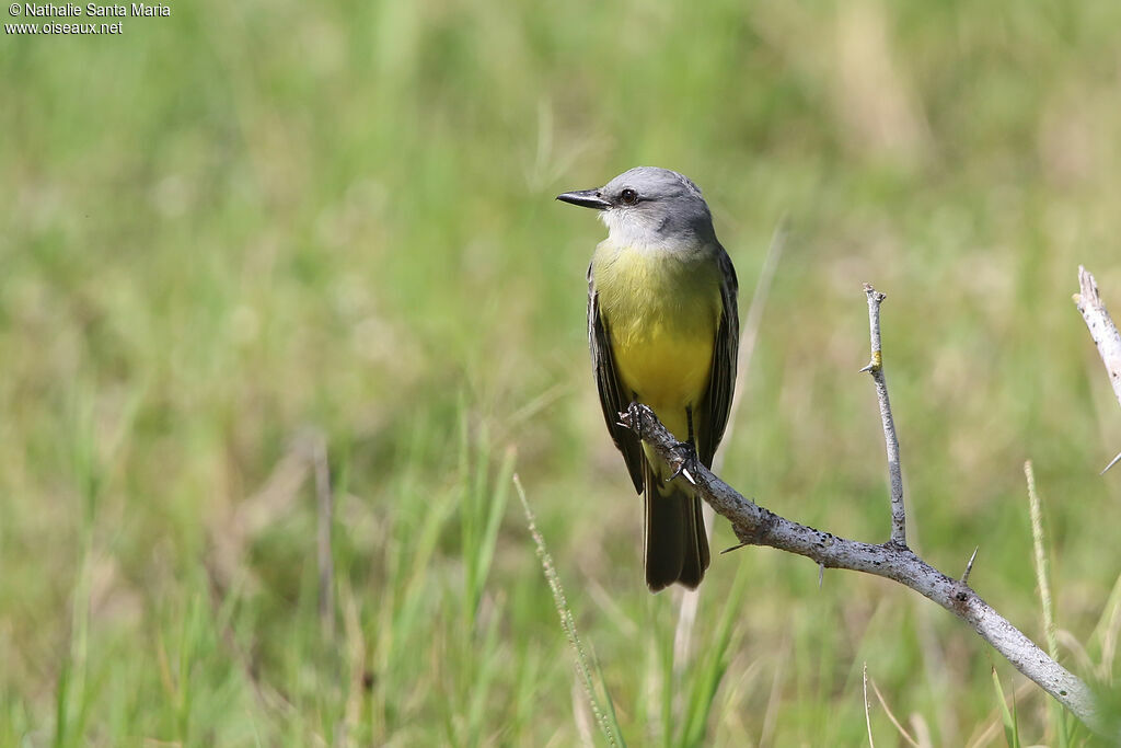 Couch's Kingbirdadult, identification, fishing/hunting