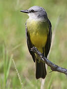 Couch's Kingbird