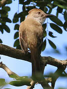 Brown-crested Flycatcher