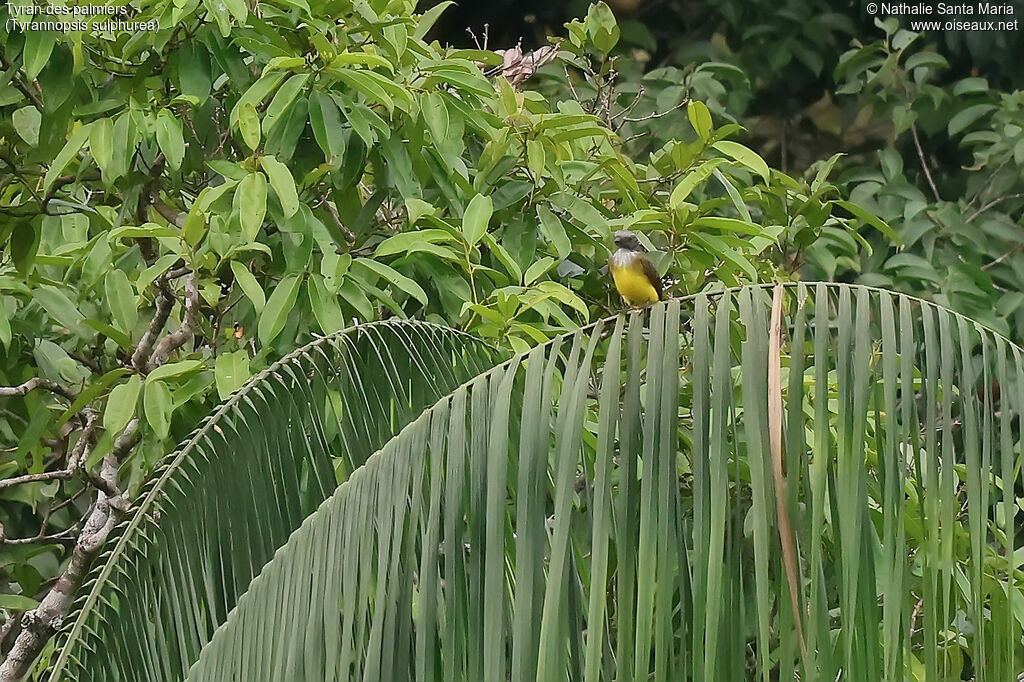 Tyran des palmiers