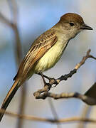 Yucatan Flycatcher