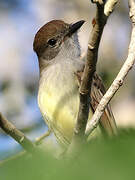 Yucatan Flycatcher