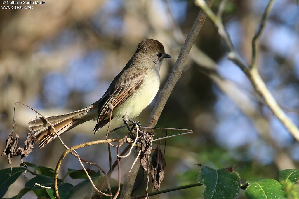 Yucatan Flycatcheradult, identification