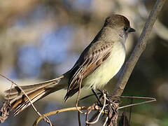 Yucatan Flycatcher