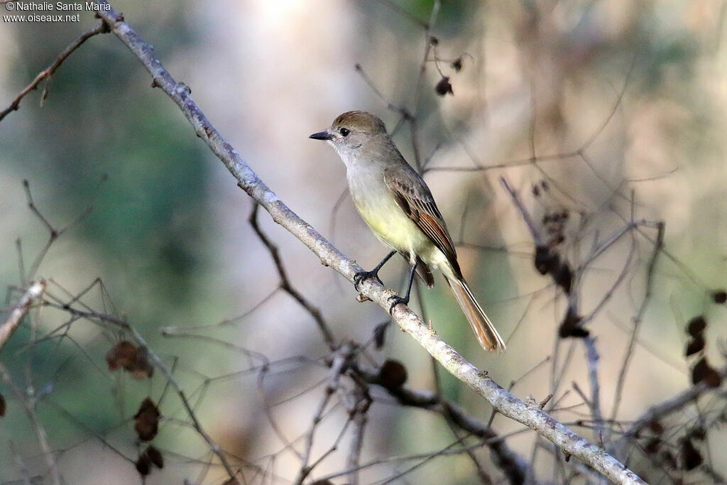 Yucatan Flycatcheradult, identification