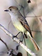 Yucatan Flycatcher