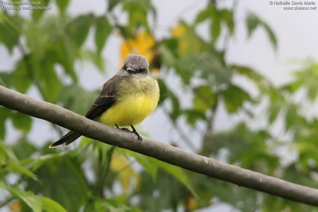 Tropical Kingbirdadult, identification