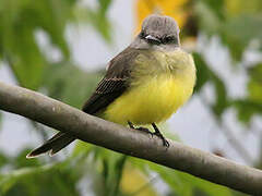 Tropical Kingbird