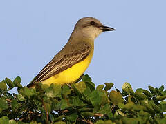 Tropical Kingbird