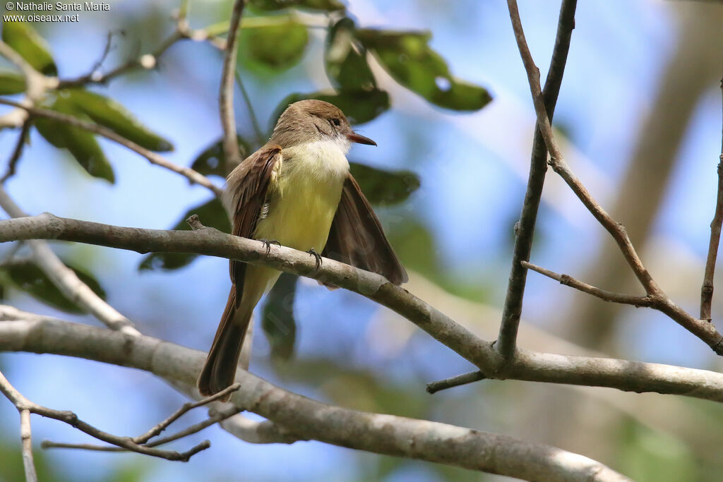 Tyran olivâtreadulte, identification