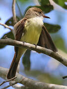 Dusky-capped Flycatcher