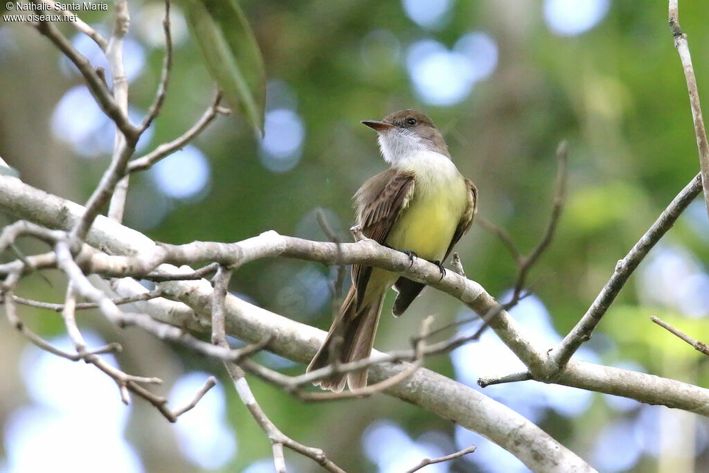 Dusky-capped Flycatcheradult, identification