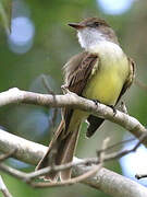 Dusky-capped Flycatcher