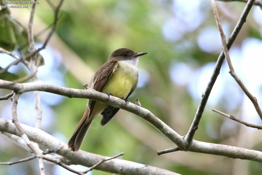 Dusky-capped Flycatcheradult, identification