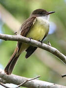 Dusky-capped Flycatcher