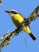 Boat-billed Flycatcher