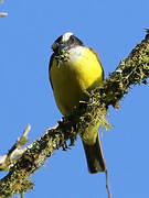 Boat-billed Flycatcher