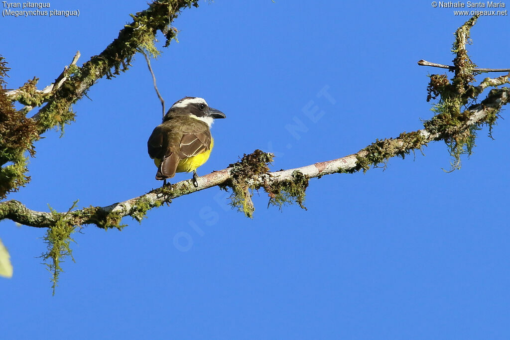 Boat-billed Flycatcheradult, identification