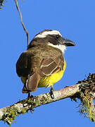 Boat-billed Flycatcher