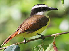 Great Kiskadee