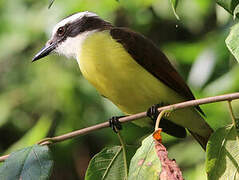 Great Kiskadee