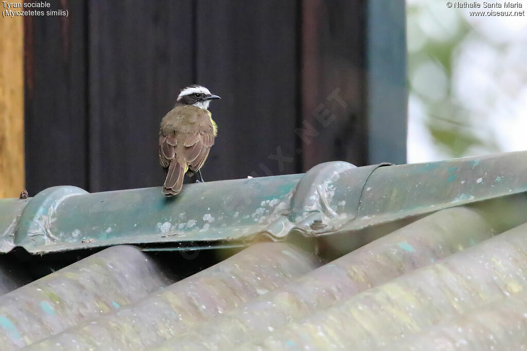 Social Flycatcheradult, identification