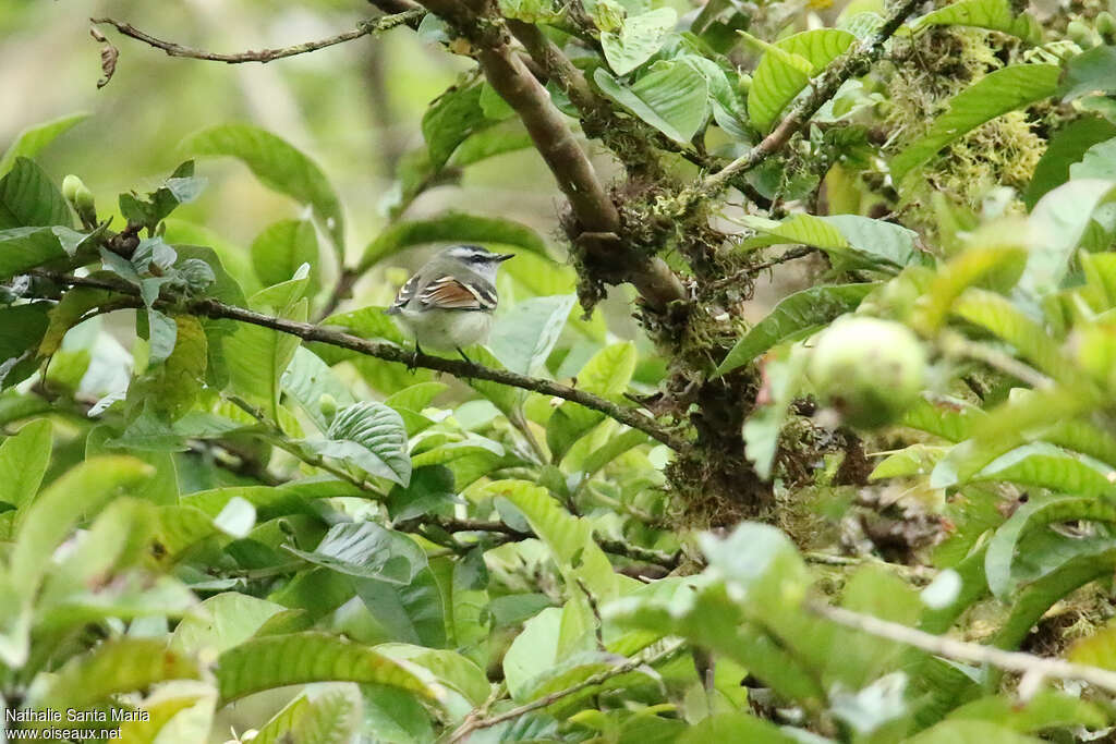 Tyranneau à ailes roussesadulte, identification