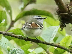 Rufous-winged Tyrannulet