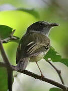 Northern Bentbill