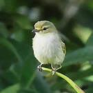Tyranneau à face d'or