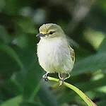 Tyranneau à face d'or