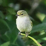 Tyranneau à face d'or
