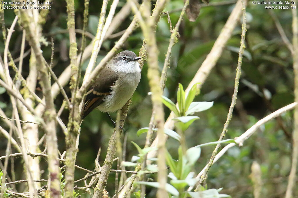 White-throated Tyrannuletadult, identification